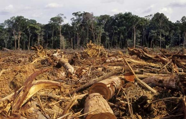 Organizaciones y parlamentarios reiteran necesidad de crear el Servicio Nacional Forestal