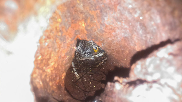 Aves de Chile: Hallan un nido de rayadito, algo nunca antes visto por la comunidad científica