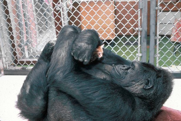 Enorme y tierno gorila pasa sus días regaloneando con gatitos