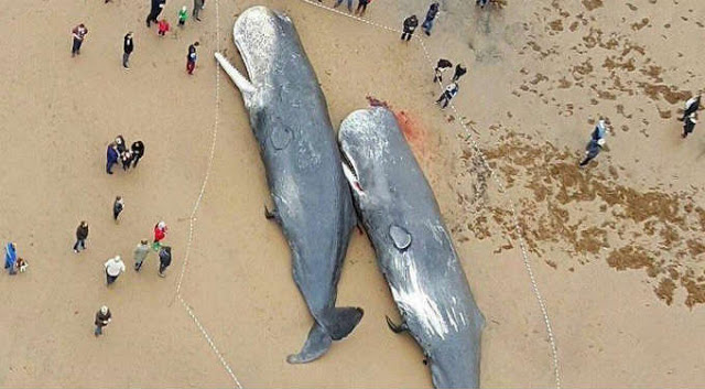 Ballenas mueren porque  tenían su estómago lleno de basura. No te imaginas lo que encontraron adentro