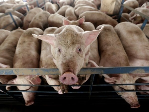 Científicos están usando cerdos para desarrollar órganos humanos dentro de ellos