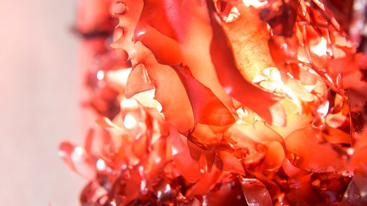Científicos descubren el gran potencial de un alga marina que sabe a tocino