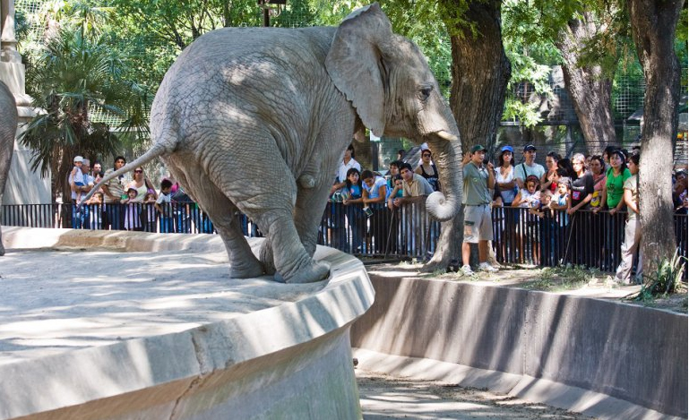 Gobierno de Buenos Aires cierra Zoológico: «Los animales tienen que vivir en su hábitat»
