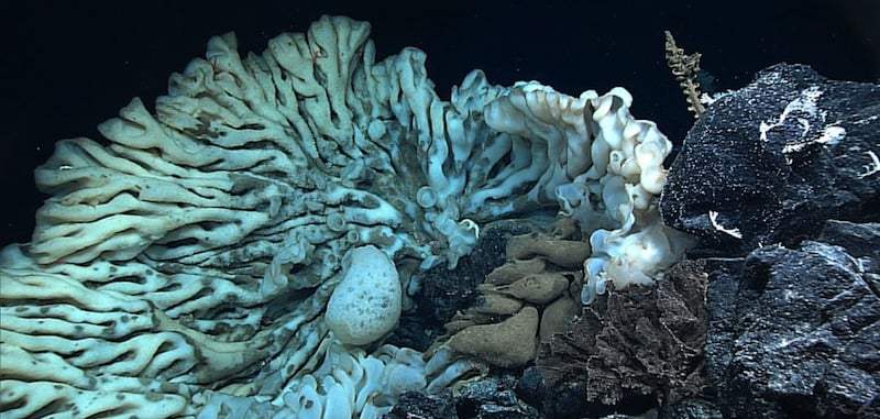Encuentran la esponja marina más grande del planeta