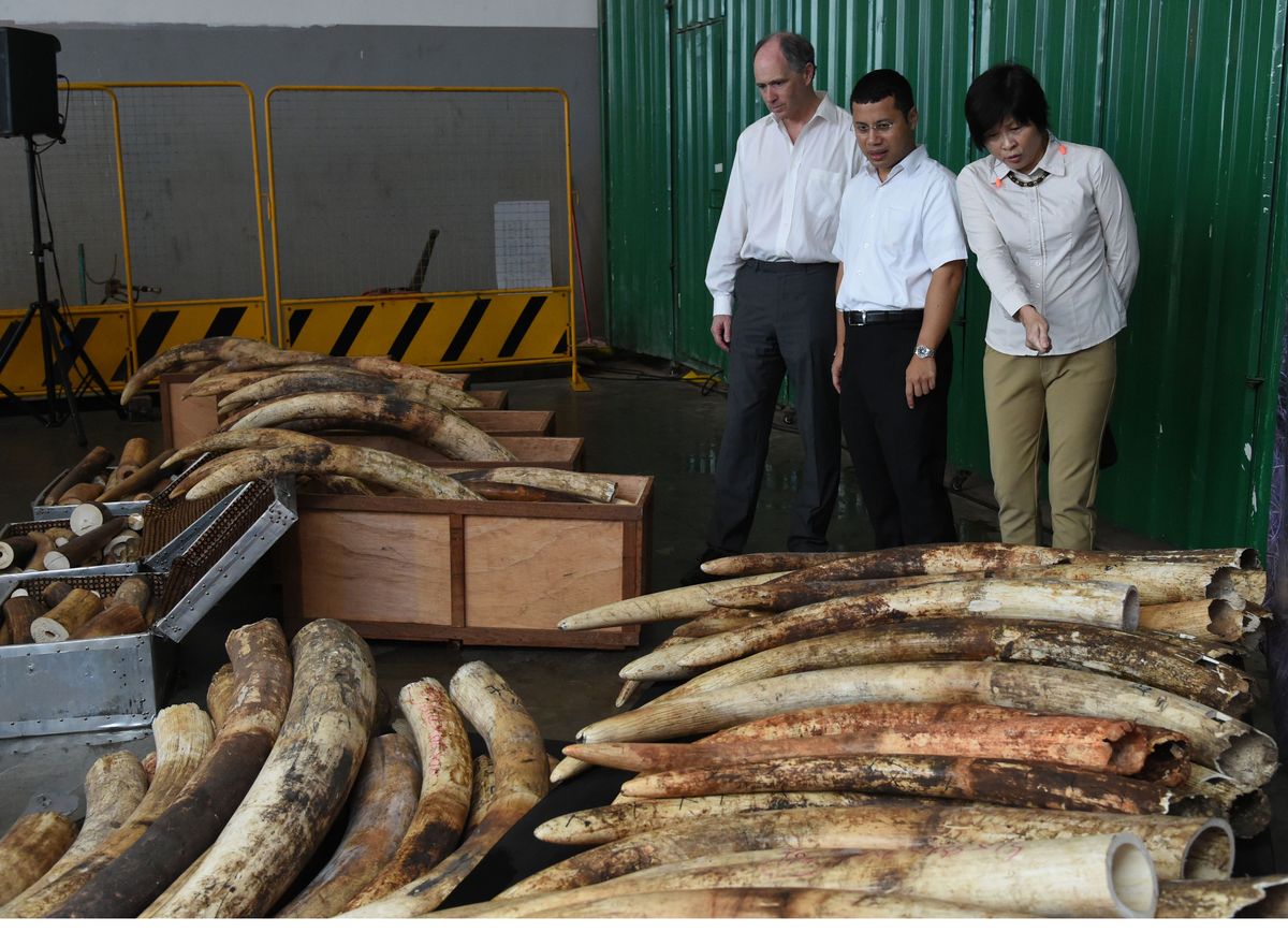 Pulverizan 8 toneladas de marfil ilegal incautado a cazadores furtivos