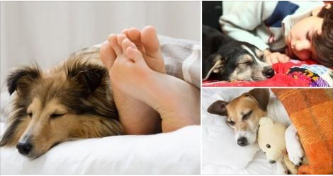 ¿Es bueno dormir con tu perro?
