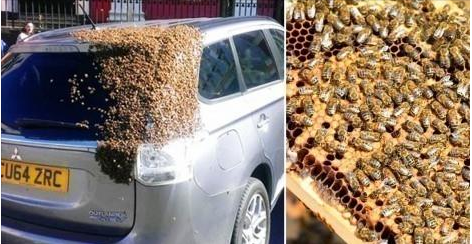 20.000 abejas persiguieron un coche durante un día porque la reina estaba adentro