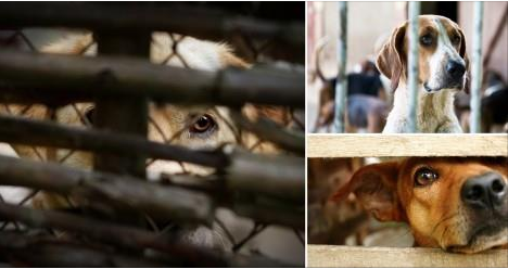 El Ciudadano En Espa a si abandonas un perro deber s El Ciudadano En Espa a si abandonas un perro deber s