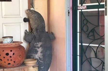 Enorme lagarto aterroriza a aldeanos tocando a sus puertas