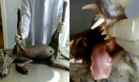 Poblador de una villa en Ucrania dice que mató con sus propias manos al Chupacabras
