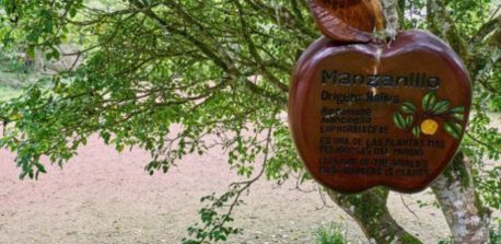 El árbol de la muerte, el más peligroso del mundo