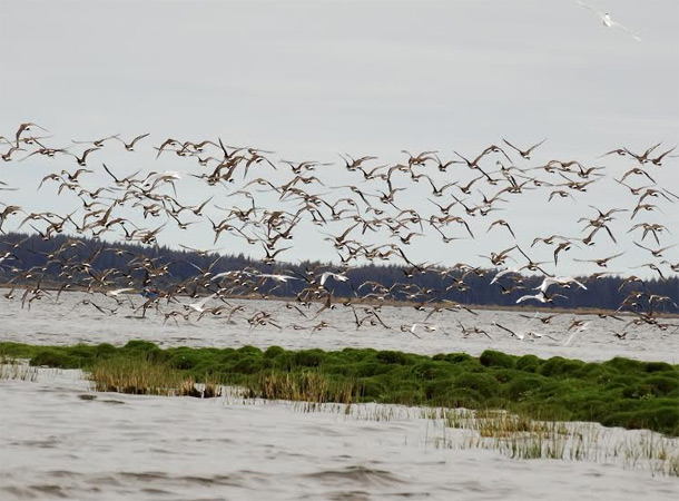 Humedales de Maullín se integran a la red hemisférica de reservas para aves playeras