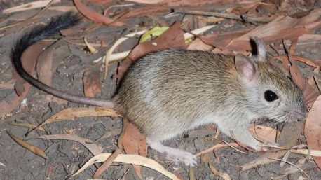 Calentamiento global provoca la primera extinción de un mamífero