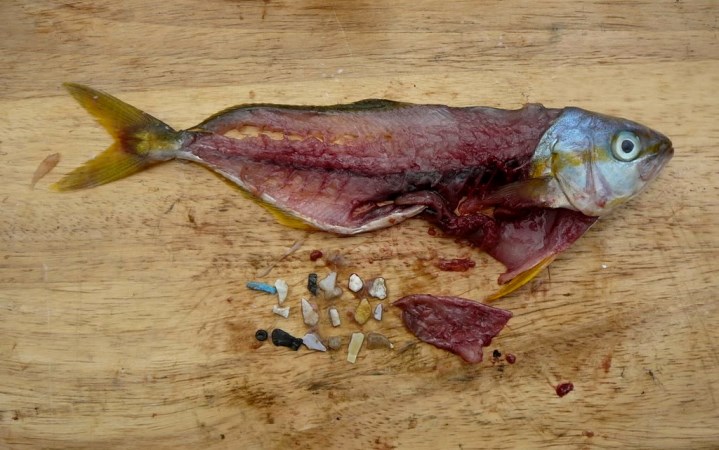 Ciertos peces prefieren comer plástico en vez de plancton, aunque esto los esté matando