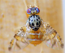 Esta fotografía muestra la intimidad de la mosca de la fruta
