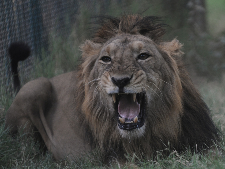 Insólito: 18 leones son «arrestados» por ser sospechosos de la muerte de 3 hombres