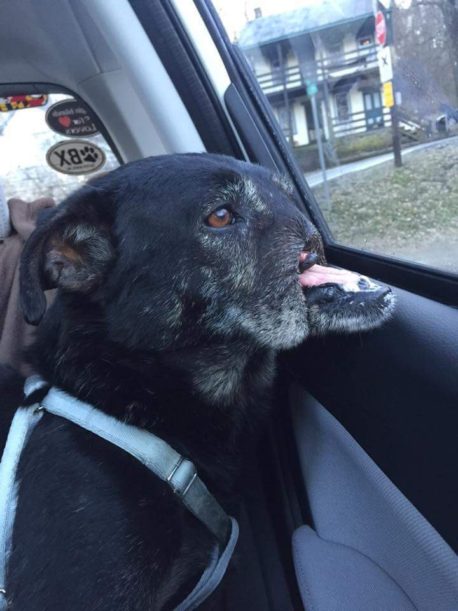 La conmovedora historia de Anubis: el perro mutilado que finalmente encontró el amor