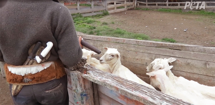 Organización internacional denunció brutal maltrato animal en granjas de ovejas chilenas