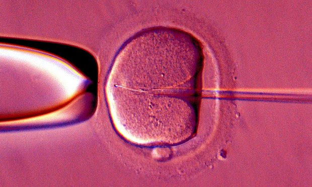 Embriones «de tres padres diferentes» podrían ser una realidad en Reino Unido el próximo año