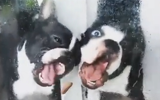 Estos cachorros que tratan de comerse una babosa se han vuelto virales en la red