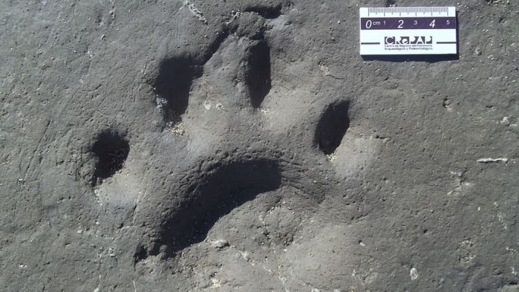 Paleontólogos argentinos encuentran enormes huellas de una especie de ‘dientes de sable’
