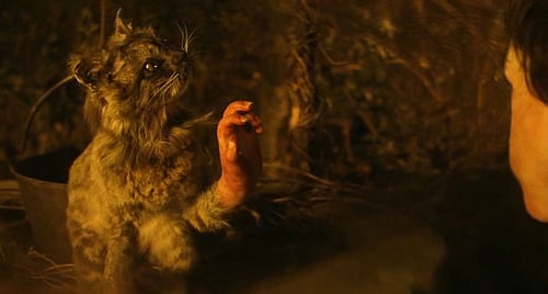 «El gato con manos» el cortometraje que hará temblar a todos los amantes de los gatos