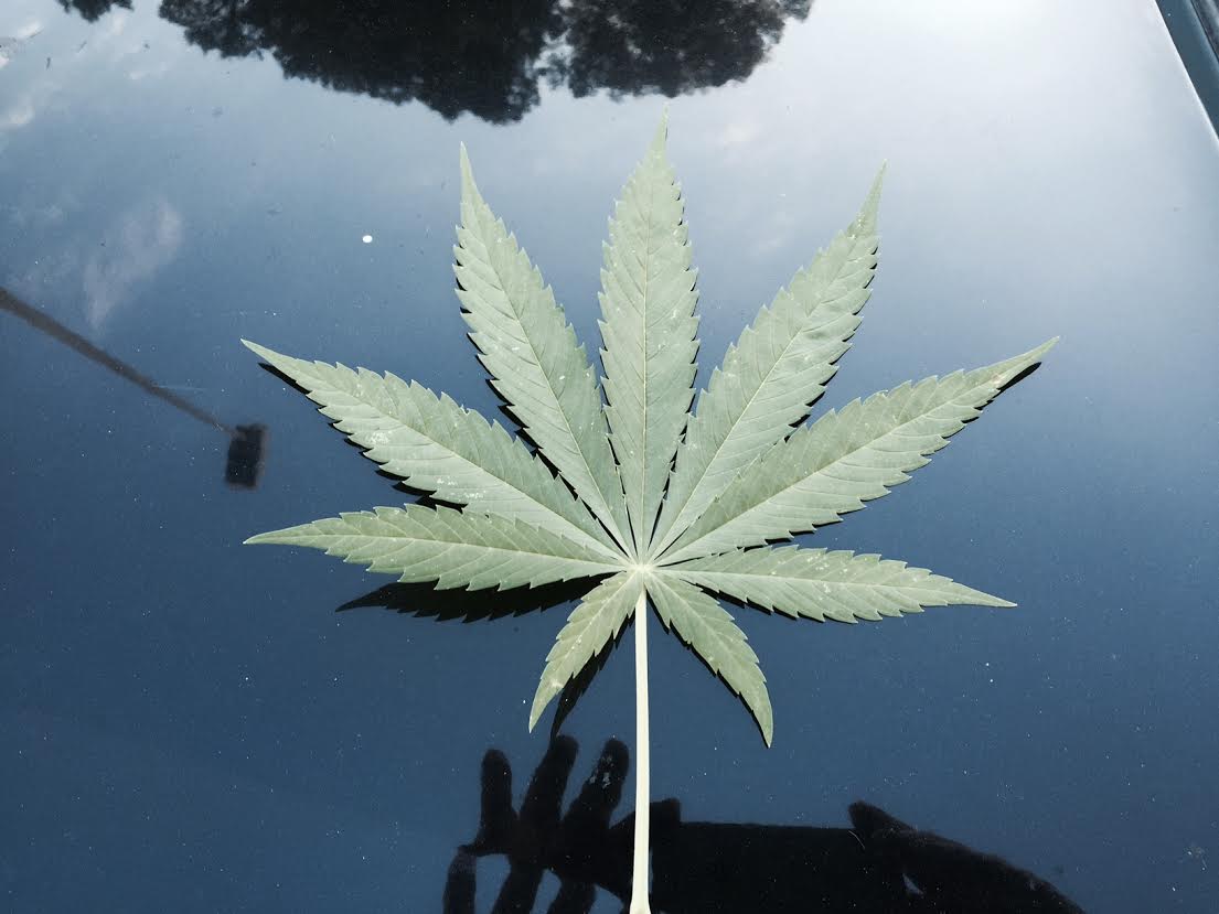 Perdida de peso por marihuanas