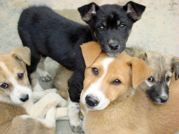 Jornadas de adopción de mascotas desata polémica entre animalistas y Municipio de Santiago