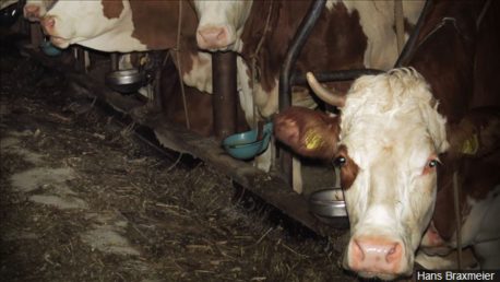 Acusan a hombre de Missouri de tener sexo con una vaca
