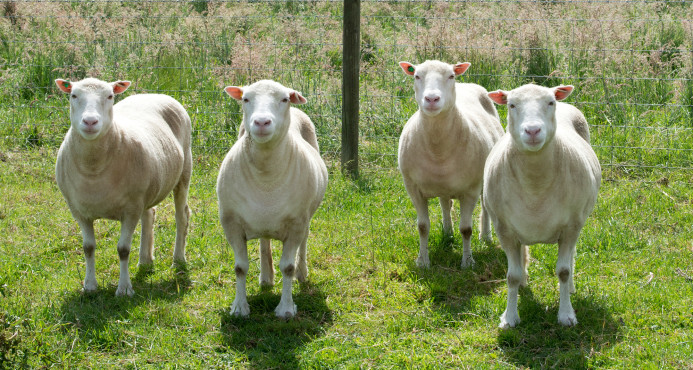 Investigadores estudian la evolución de cuatro ovejas que son clones de Dolly