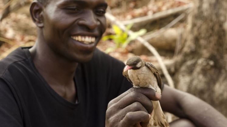 Conoce el hermoso diálogo entre pájaros silvestres y humanos en el África subsahariana