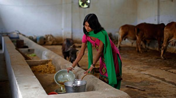 Orina de vaca, el nuevo «oro medicinal» que está causando furor en el mundo