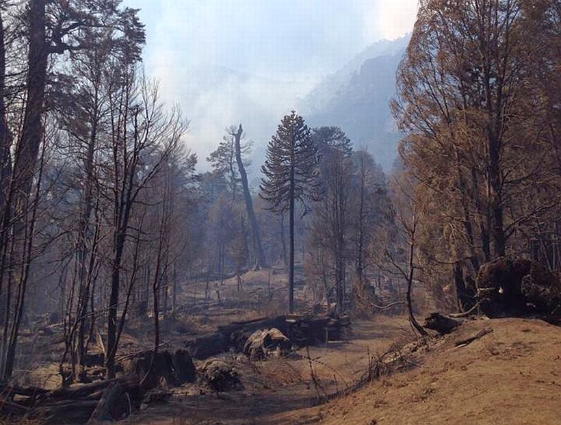 Se realizó siembra aérea de Araucaria en Reserva China Muerta