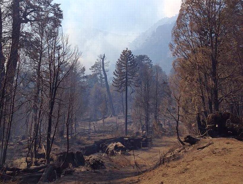 Se realizó siembra aérea de Araucaria en Reserva China Muerta