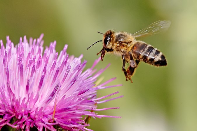 Estudio sugiere que las plantas ordenan sus flores para manipular el vuelo de las abejas