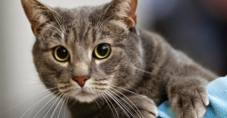 Conoce la asombrosa razón por la que te gustan los gatos