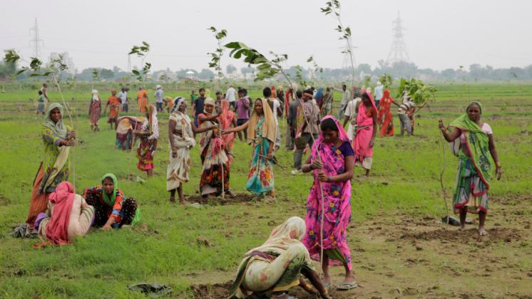 Ciudadanos indios plantaron casi 50 millones de árboles en un día