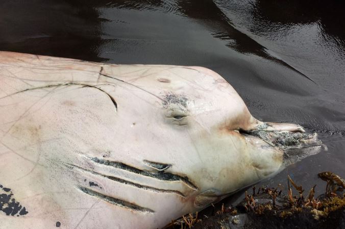 Hallan una posible nueva especie de ballena en el océano Pacífico