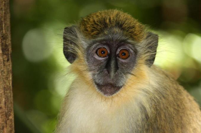 Los humanos transmitieron una enfermedad bacterial a una especie de monos al alimentarlos con maní