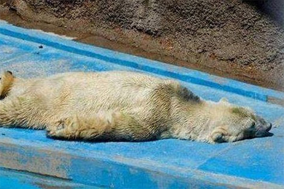 Muere «el oso más triste del mundo» en cautiverio y a casi 40° Celsius