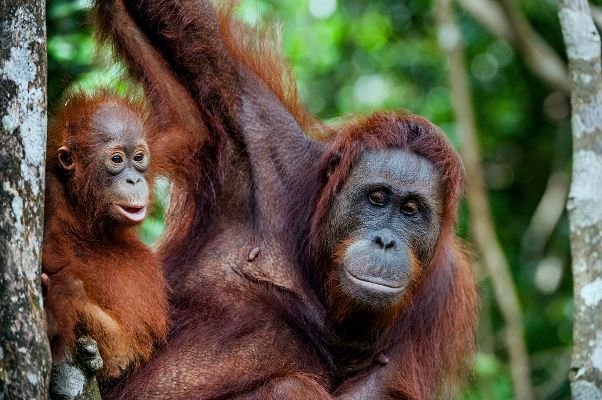 El orangután de Borneo ahora está en peligro crítico de extinción