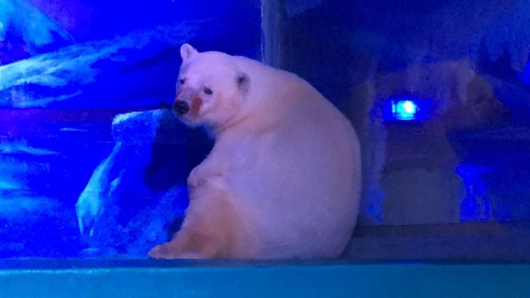 El oso polar más triste del mundo vive en el acuario de un mall chino (que debe ser clausurado)