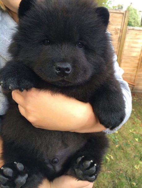 Estos cachorros sacaron lo mejor de la cruza de dos razas