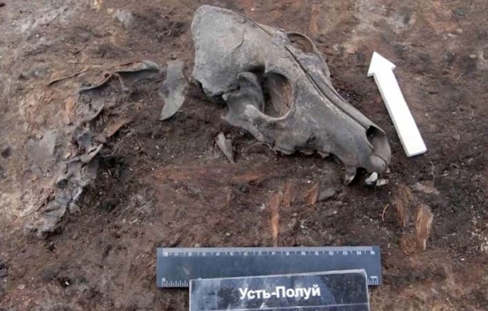 Descubren un cementerio de perros de hace 2.000 años cerca del círculo ártico