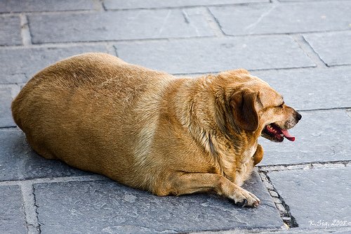 Si tu perro está con sobrepeso, estos son algunos consejos para ponerlo en forma