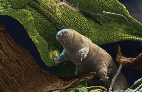 Mira a estos animales que son inmortales (o casi)