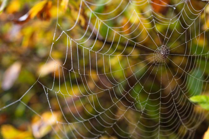 Propiedades de la tela de araña podrían aplicarse al sonido y las energías renovables