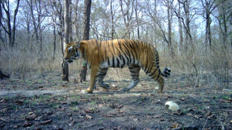Nepal casi duplicó su población de tigres en sólo tres años