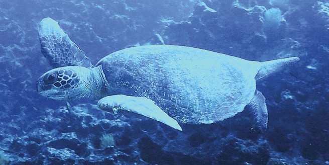 Arica: proponen crear reserva para proteger hábitat de tortugas marinas