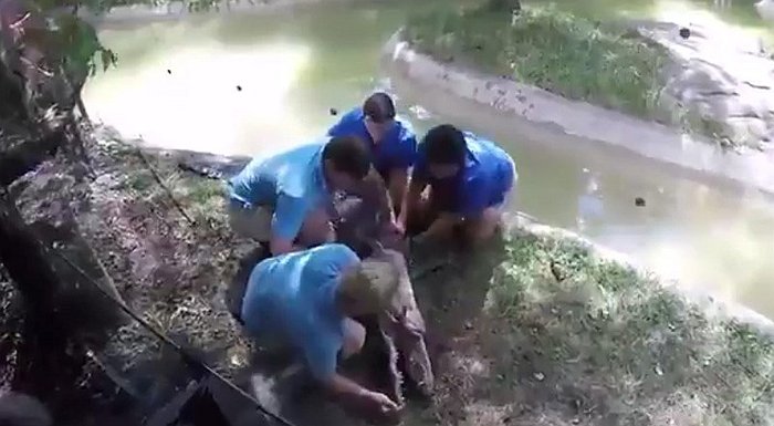 [VIDEO] Intentan salvar a caimán con trabajo de resucitación, pero…